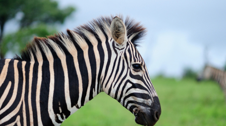 Ein soziales Netzwerk für Zoobesucher